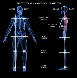 Functional Exercise Class - The POSTURE Clinic